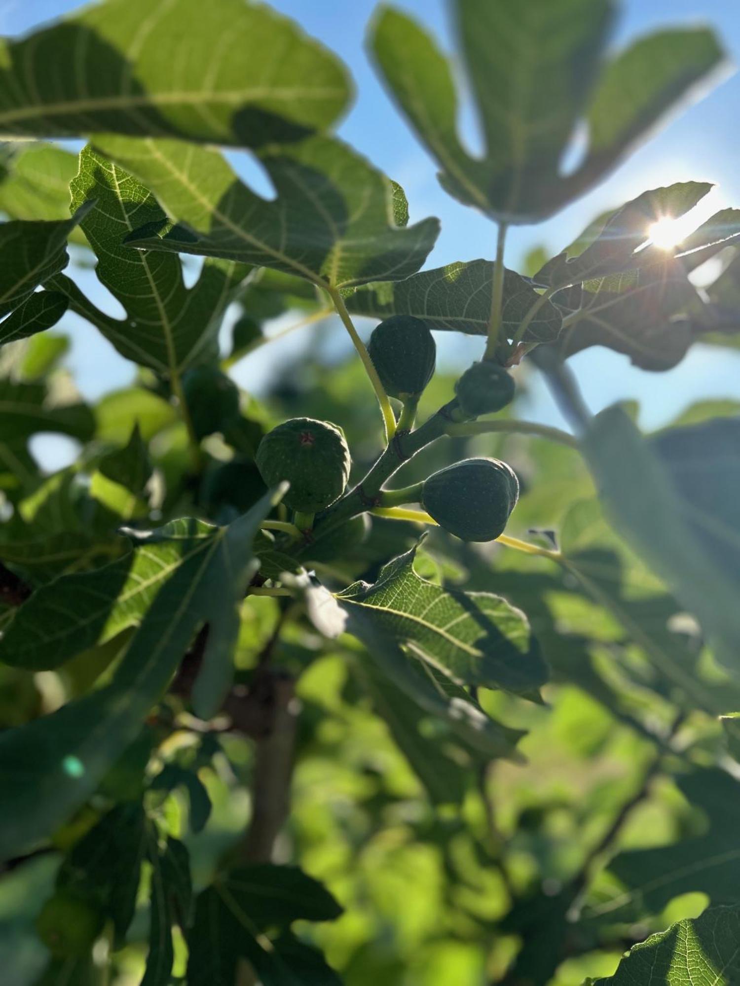Csodaszarvas Vendeghazak Rabahidveg Εξωτερικό φωτογραφία